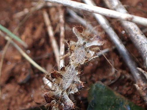 Phyllomorpha laciniata